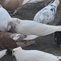 کبوتر تهرونی|پرنده|شیراز, کوشک میدان|دیوار