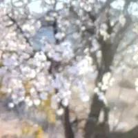 فروش-هزار-متر-باغ-انگوری