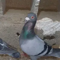 800000|پرنده|سرخس, |دیوار