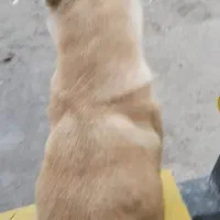 واگذاری سگ شیواوا