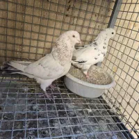 کفتر دهن خورده|پرنده|پردیس, شهرک صنعتی خرمدشت فاز ۷|دیوار