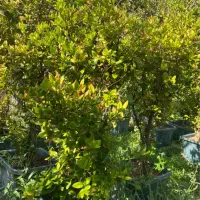 یاس هلندی|گل و گیاه طبیعی|محمدشهر, کوی بهار|دیوار