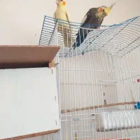 یک جفت عروس موّلد  با جوجه های ۲ ماهه و کلیه وسایل