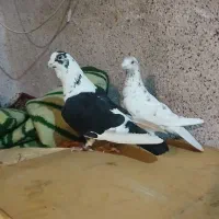 فروش جفت ۱۱۰۰تکی ندارم