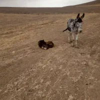 الاغ ماده