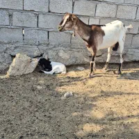 گیسه با بچه نر