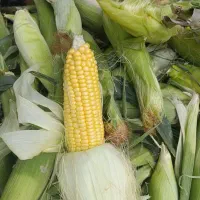 ذرت بلال مکزیکی اصل