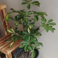 گل و گیاه آپارتمانی