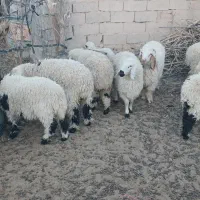 بره|حیوانات مزرعه|خاش, |دیوار