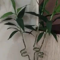 گل مصنوعی بامبو|گل مصنوعی|قزوین, |دیوار