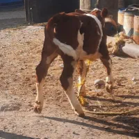 گاو شیری دو دندان|حیوانات مزرعه|هشترود, |دیوار