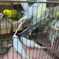 مرغ عشق انگلیسی رینبو پروانه ای نر و ماده|پرنده|تهران, آرژانتین|دیوار