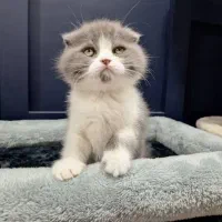 بریتیش واسکاتیش گلد وبلو|گربه|شیراز, معالیآباد|دیوار