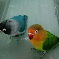 یک جفت طوطی برزیلی|پرنده|رشت, حمیدیان|دیوار