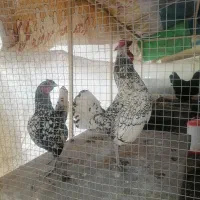 مرغ و خروس مینیاتوری