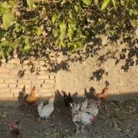 مرغ و خروس گلین|حیوانات مزرعه|شاهدشهر, |دیوار