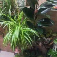 گل اپارتمانی