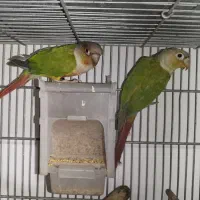 خرید و فروش پرنده عروس هلندی طوطی برزیلی گیرینچیک