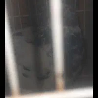 یک جفت کبوتر|پرنده|سراوان, |دیوار