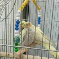 2جفت عروس هلندی نروماده سخنگو