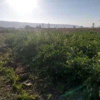 سبزی‌خورشتی‌درجه‌یک‌به‌شرط‌تمیزی عطربو