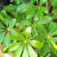 گل کادو روز مادر|گل و گیاه طبیعی|بروجرد, |دیوار