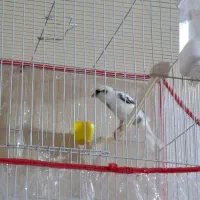 جفت قناری|پرنده|بیرجند, |دیوار