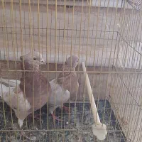 ۱۰تا کبوتر خارجی و ایرانی فروش...