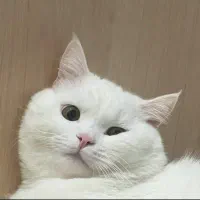 گربه اسکاتیش پرشین