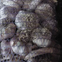 سیر سورت شده  تمیز بدون خاک ،کله بار