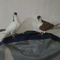 پلاس یه کت