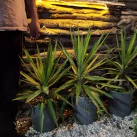 یوکا|گل و گیاه طبیعی|رودسر, |دیوار