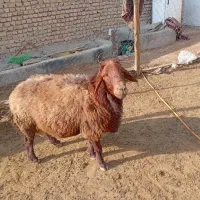 نژاد همو و هترو|حیوانات مزرعه|مشهد, میان ولایت|دیوار