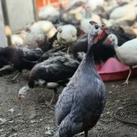 جوجه شا خی