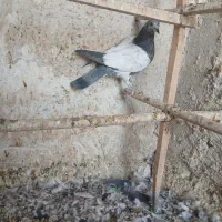 حدود 25تا کفتر عالی|پرنده|گرمسار, |دیوار