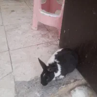 خرگوش زرنگ وخونگی