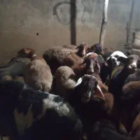 گوسفند|حیوانات مزرعه|رامیان, |دیوار