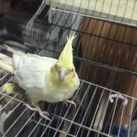 عروس هلندی ماده