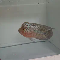 ماهی فلاور کامفا مولتی کالر|ماهی|کرج, فاز ۳ گوهردشت|دیوار