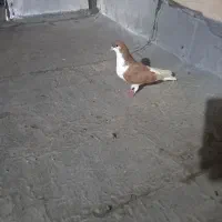 کبوتر