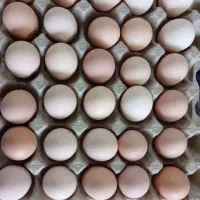 تخمه مرغ نطفه دار