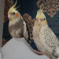 جوجه عروس هلندی