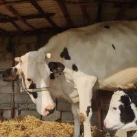 گاو شیری با گوساله نر سیمینتال