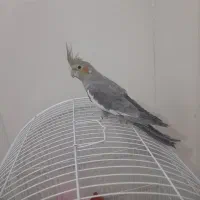 عروس هلندی سخنگو باهوش