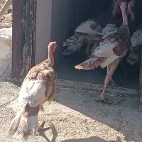 بوقلمون محلی گوشتی|حیوانات مزرعه|مریوان, |دیوار