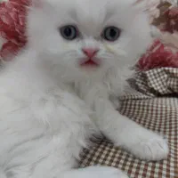 پرشین عروسکی چشم ابی|گربه|یزد, |دیوار