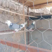 کفتر|پرنده|پاکدشت, خاتون آباد|دیوار