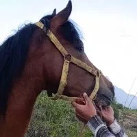 خرید فروش اسب باری