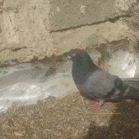نر سبز چشم  سفید