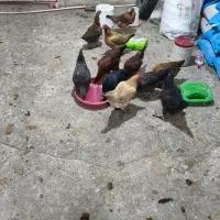 مرغ محلی|حیوانات مزرعه|نورآباد, |دیوار